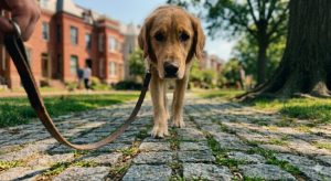 dog-friendly parks Capitol Hill Washington DC Lincoln Park Stanton Park