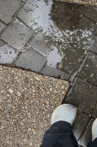Dog paw care after rain Capitol Hill brick sidewalk puddle with debris