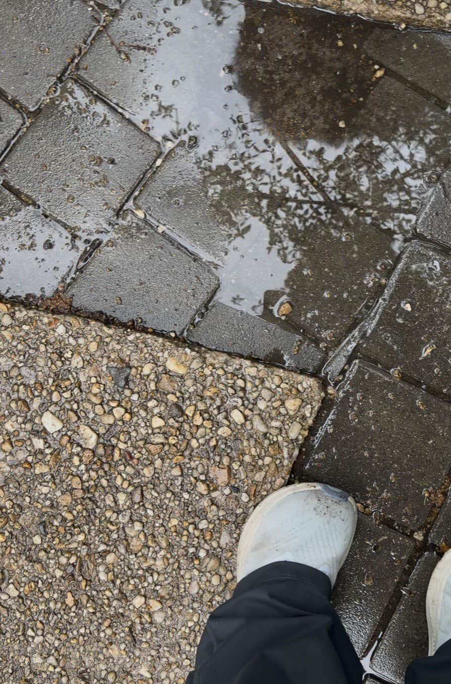 Dog paw care after rain Capitol Hill brick sidewalk puddle with debris