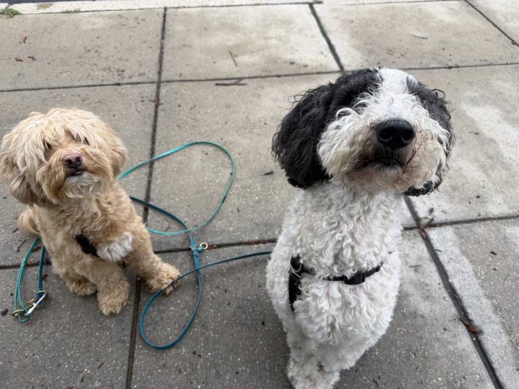 Two doodle dogs on leash on Capitol Hill sidewalk summer walk Washington DC