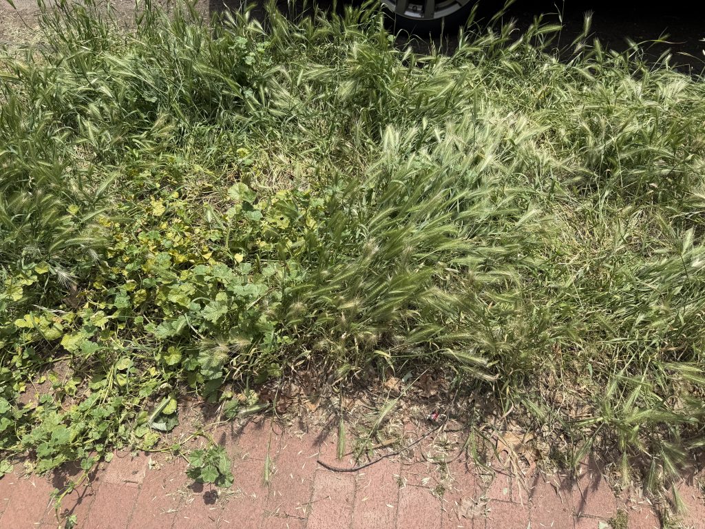 A stand of green foxtail grass going to seed along a Capitol Hill curb