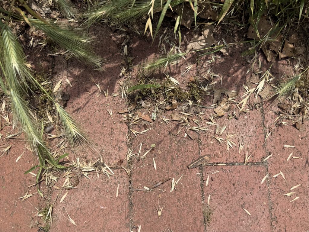 Dried foxtail awns scattered on a Capitol Hill brick sidewalk where dogs walk