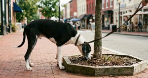 A black and white dog sniffing intently at the base of a tree box on a red brick Capitol Hill sidewalk