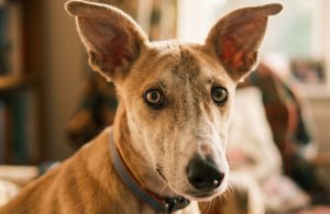 Close-up of an alert brindle dog with ears forward, looking directly at the camera indoors
